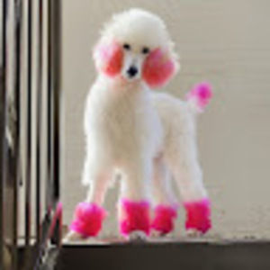 Meet your Posher, Ira